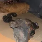 دفرنس امامي كارونه مع عكوس اكسلات