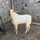 تيس فحل مشروط