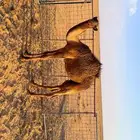 قعود اصفر
