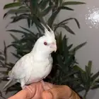 فرخ كروان البينو عيون حمر