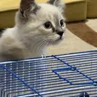قطط للبيع عاجل