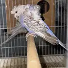 زوج هوقو وردتين دبل كرست منتج