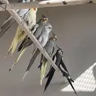 مطير كروان كامل للبيع