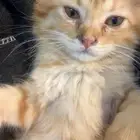 تبني ذكر عمر شهرين سليم