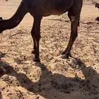 قعود لباني
