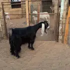 عوارض دفيع