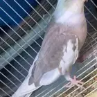 اربع اناثي كروان للبيع