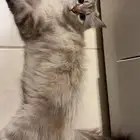 قطط للبيع