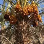 نخل للبيع صفري وبديره