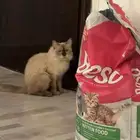 قطه انثى همالايا للتبني