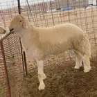 طلب مشروع فحل صنف الصنف