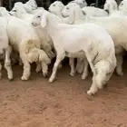 21 خروف حري صافي العمر فوق 6 اشهر