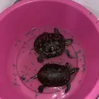 سلاحف للبيع مع السطل