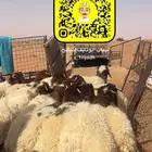 ذبايح ذبيحه نعيم هرفي جبر نعيمي وسط عقيقه