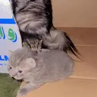 قطط للبيع سكوتش