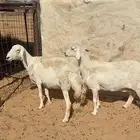 غنم حريات دفيع على سونار شرط