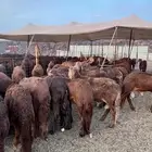 سواكن حمري مرابي تربيه بريه ( راجع التقييم )