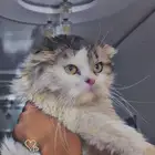 قطه سكوتش فولد