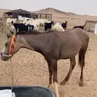 حصان عفيف