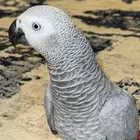 كاسكو ثلجي حجم جامبو (هولندي) متكلم واليف