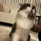 عرض قط للتبني   محايل عسير