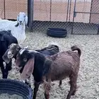 للبيع تيوس 6 اشهر