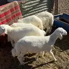 عدد 5 العمر شهرين ونص حد الواحد من 1000