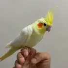 كروان لاتينو اليف