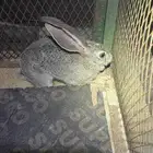 مواليد ارانب اناث