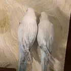كويكر سنوايت