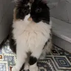 قطه انثى لتبني