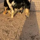 رخال فواخر