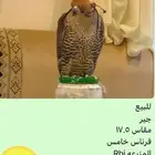للبيع طير جير شرهين