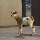 ماعز قزم