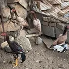 دجاج باكستاني