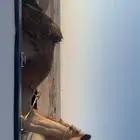 بكره عمانيه رباع