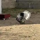 (ديك رومي للبيع)
