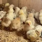 للبيع صيصان دجاج براهما