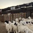 طليان بهم تربيه سواكني دمازين شبيه الحري