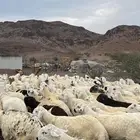 طليان سواكن شبيه الحري جادعان مرابى شرط