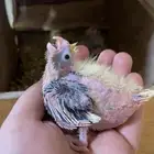 فرخ كروان بكستاني