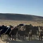 معزا شامية العدد 37 والسلالة طيبة