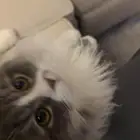 قطط