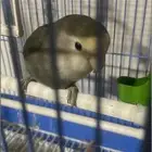 ذكرا