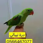 فرخ درة نيبالي سوبر جامبو