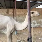 بكره للبيع