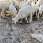 طليان ورخال رجال المع