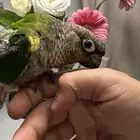 كنيور بيرلي اليف