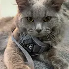 ذكر شيرازي للتبني العمر7شهور متطعم