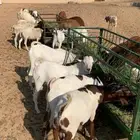 للبيع ذبايح سواكن برابر تيوس مرابي شرط